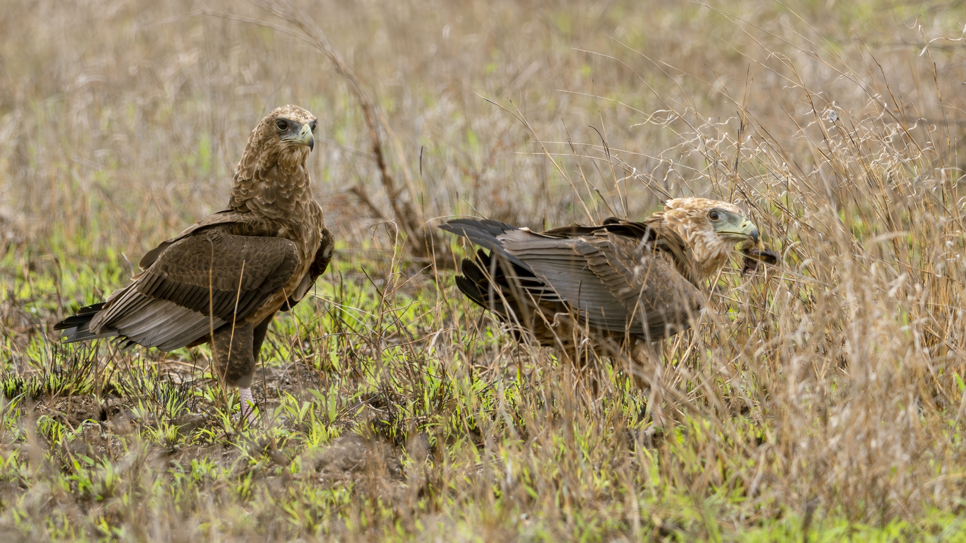 Kruger25 2025 11 03 11 58 02 ILCE 1M2 355